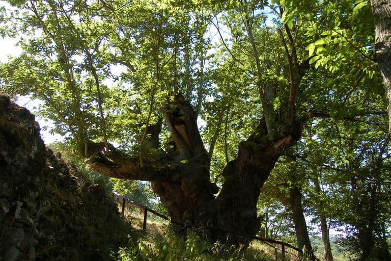 Castiñeiro de Pumbariños, Souto de Rozavales, Manzaneda